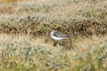 Greenshank (Tringa nebularia) commonly found in wetlands and coastal regions across Europe