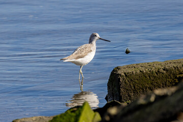 Greenshank (Tringa nebularia) commonly found in wetlands and coastal regions across Europe