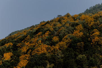 Fototapeta premium Dense forest in the Caucasus region with a mix of green and vibrant orange foliage. The landscape showcases the beauty of autumn in mountainous terrain.
