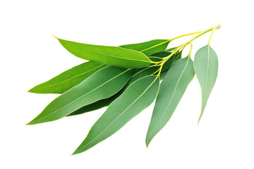 Eucalyptus leaves on a branch isolated on transparent background. Fresh eucalyptus sprig isolated on white background.