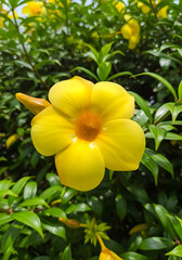 Yellow Alamanda Flower Blooming