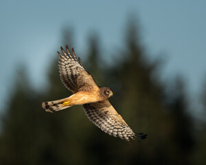 Close up side view of a harrier hawk