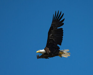 Obraz premium Bald eagle clutching a fish in the sky
