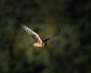 Harrier hawk flying towards the camera