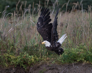 Bald eagle that was on the ground taking off
