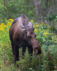 Large cow moose eating weeds