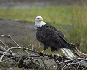 Adult bald eagle sitting on a branch