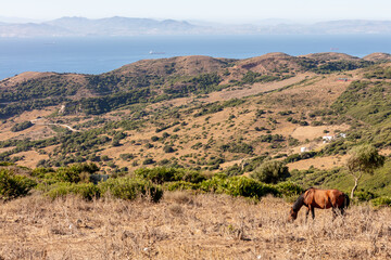 Brown horse grazing on dry hillside with panoramic sea and coastal landscape. Gibraltar, Spain. September 2025.