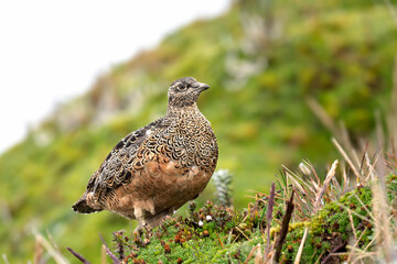Rufous-bellied Seedsnipe on Andean hillside