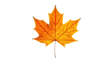 Autumn Maple Leaf Detailed View.