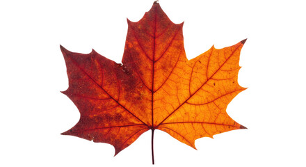 Obraz premium Autumn Maple Leaf Red Orange Fall Colors.