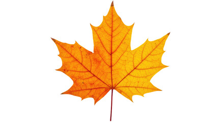 Obraz premium Autumn Maple Leaf Vivid Orange Fall Colors 2.