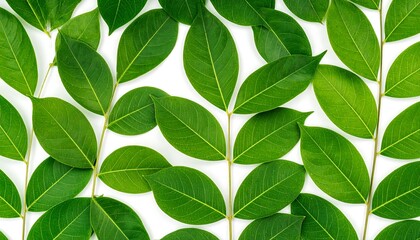Obraz premium Fresh green leaves arranged on white background