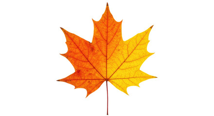 Obraz premium Autumn Maple Leaf Vivid Orange Yellow Colors 2.