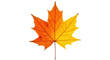 Autumn Maple Leaf Vivid Orange Yellow Colors 2.