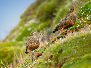 Rufous-bellied Seedsnipe on Andean hillside