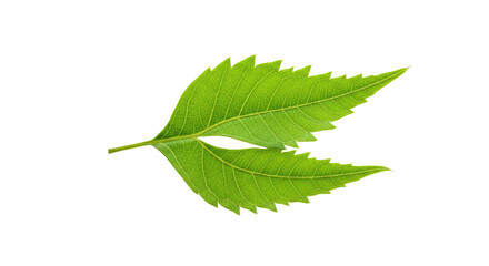 Obraz premium Closeup of vibrant green leaf with serrated edges.