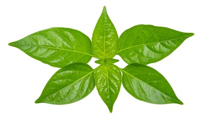 Fresh green pepper leaves in a symmetrical arrangement against white background