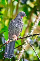 Andean Guan Perched on Branch in Andean Cloud Forest