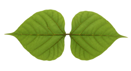 Pair of heart shaped green leaves close up.