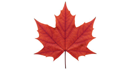 Obraz premium Red maple leaf autumn foliage nature.