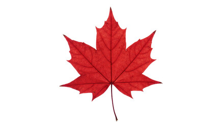 Red maple leaf autumn foliage vibrant color 2.