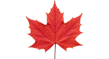 Red maple leaf autumn foliage vibrant color 3.