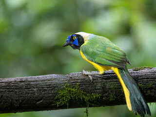 Inca Jay Perched on Branch