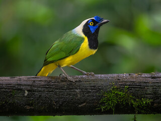 Inca Jay Perched on Branch