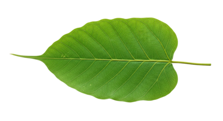 Single Bodhi Leaf Green Plant Nature.