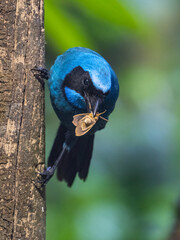 Turquoise Jay on Tree Trunk with Moth
