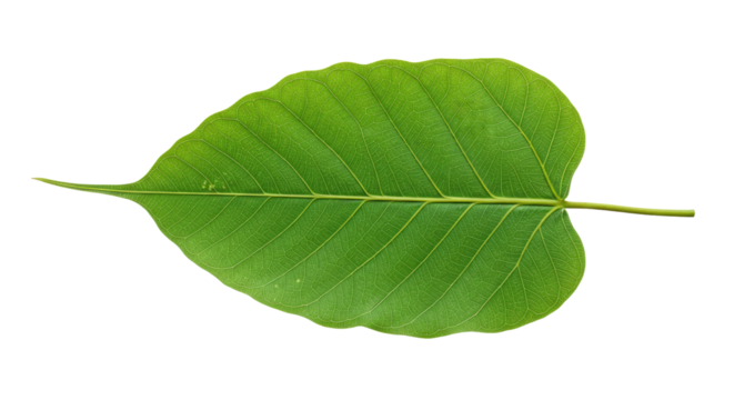 Single Bodhi Leaf Green Plant Nature.