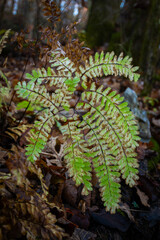 Ozark Fern