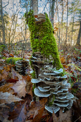 Lichen Stump