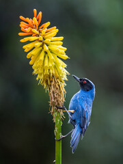 Masked Flowerpiercer Feeding on Flowers