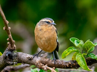 Cinereous Conebill Perched on Branch
