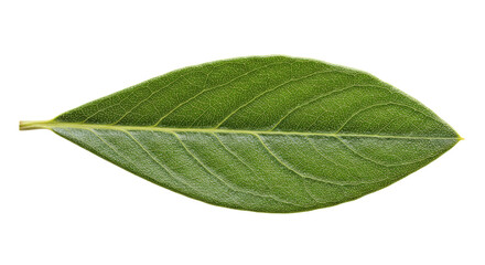 Obraz premium Single Green Leaf Close Up View.
