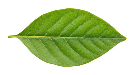 Obraz premium Single Green Leaf Detailed Closeup.