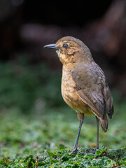 Tawny Antpitta on mossy ground