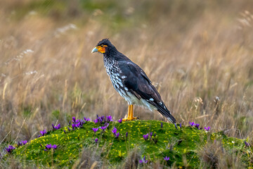 Carunculated Caracara in Andean Páramo