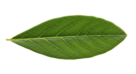 Fototapeta premium Single Green Leaf Isolated on White Background 2.