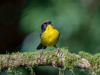 Yellow-breasted Brushfinch perched on mossy branch