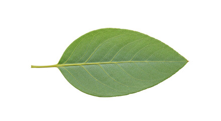 Obraz premium Single green leaf isolated on white background 5.