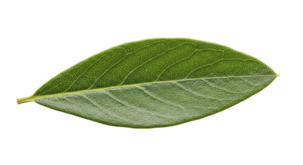 Fototapeta premium Single guava leaf vibrant green detailed veins.