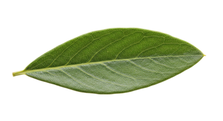Single guava leaf vibrant green detailed veins.