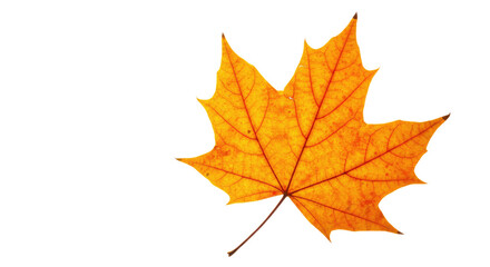 Obraz premium Single orange maple leaf autumn fall foliage.
