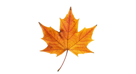 Fototapeta premium Single orange autumn maple leaf isolated.