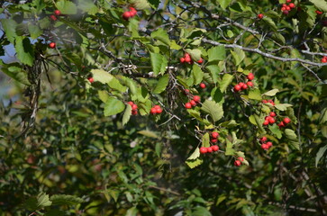 nouriture oiseau naturelle