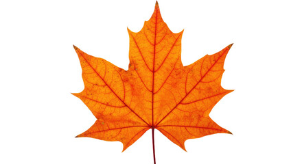 Obraz premium Single orange maple leaf autumn foliage 13.