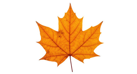 Single orange maple leaf autumn foliage 16.